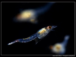 Freshwater Red Bloody Shrimp (1.5 cm) - night dive. by Michel Lonfat 